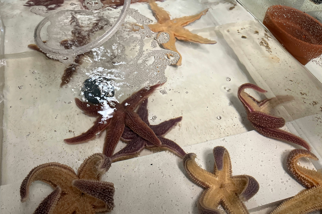 Following the (Sea) Stars