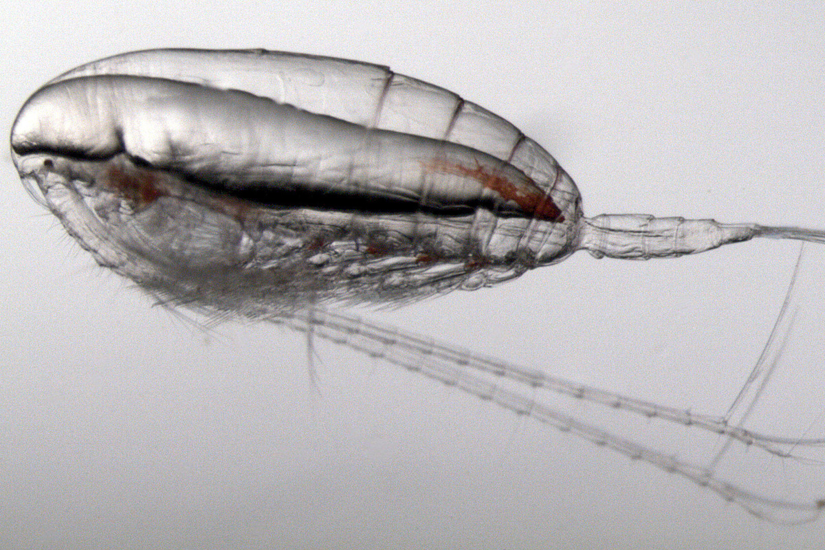 #MicroMonday: Tiny Bites for Marine Giants