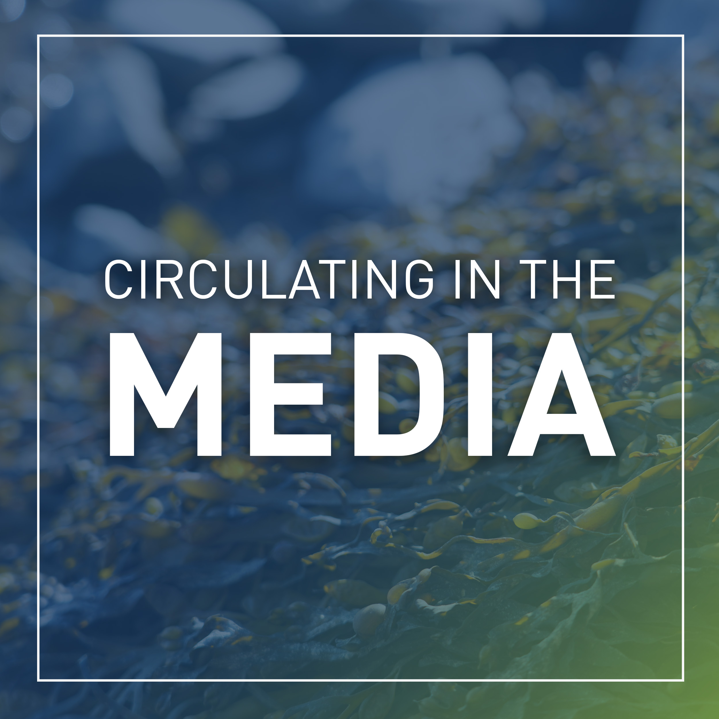 The Maine Monitor: Maine entrepreneurs see big potential in seaweed