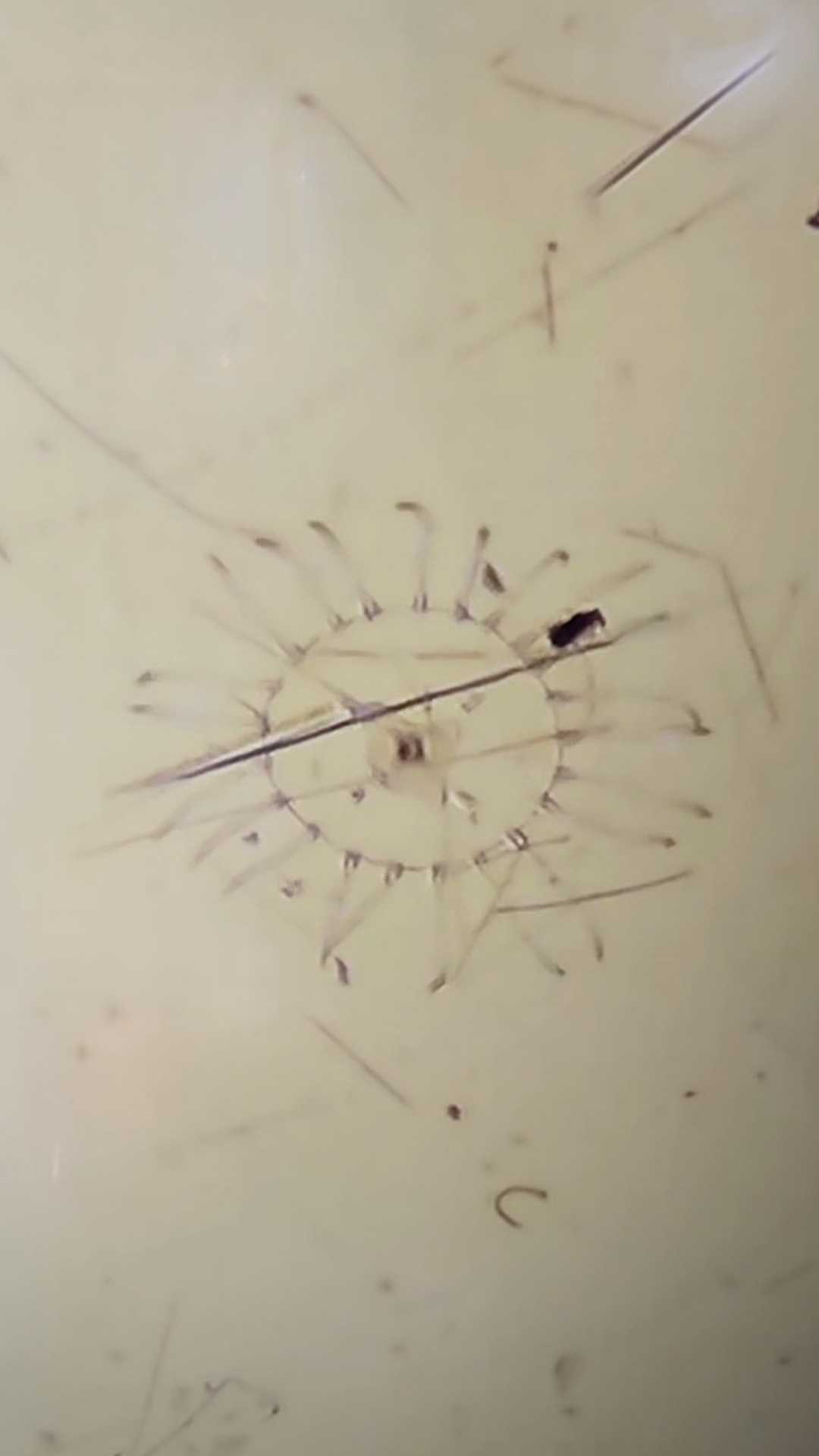 #MicroMonday: Happy Planksgiving