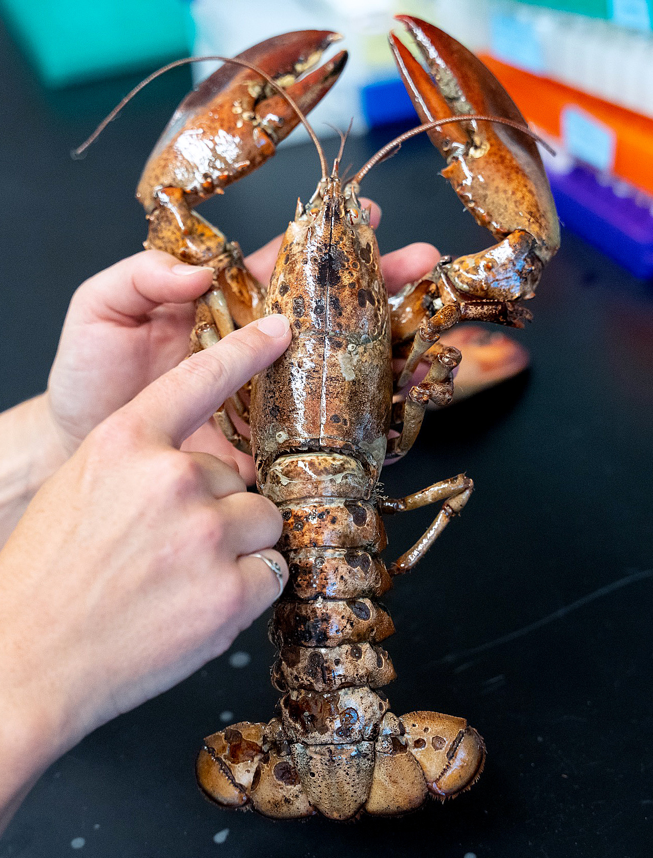 One Shell of a Study