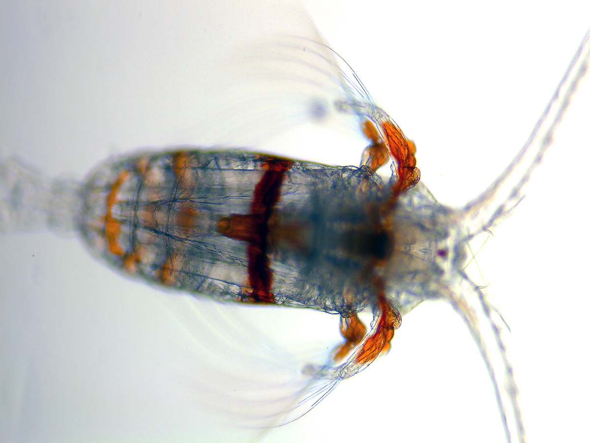 #MicroMonday: Charismatic Microfauna