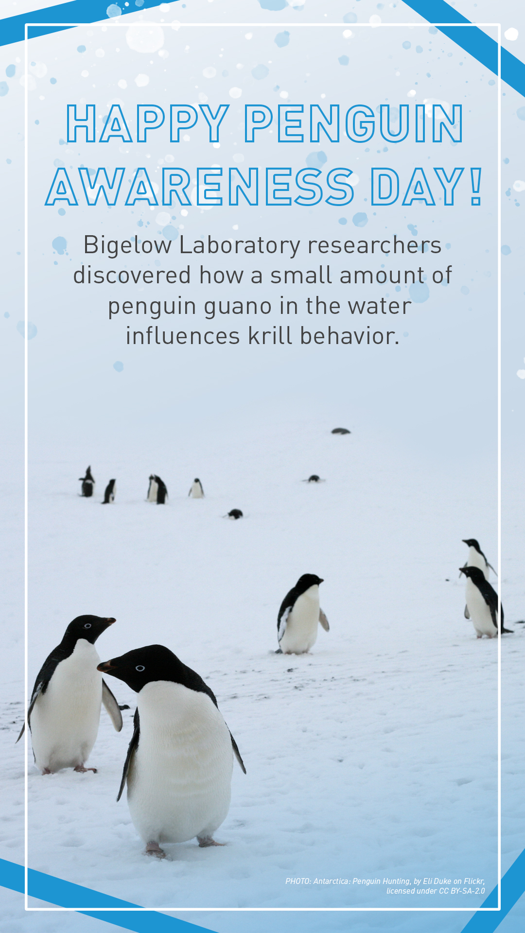 Penguin Awareness Day