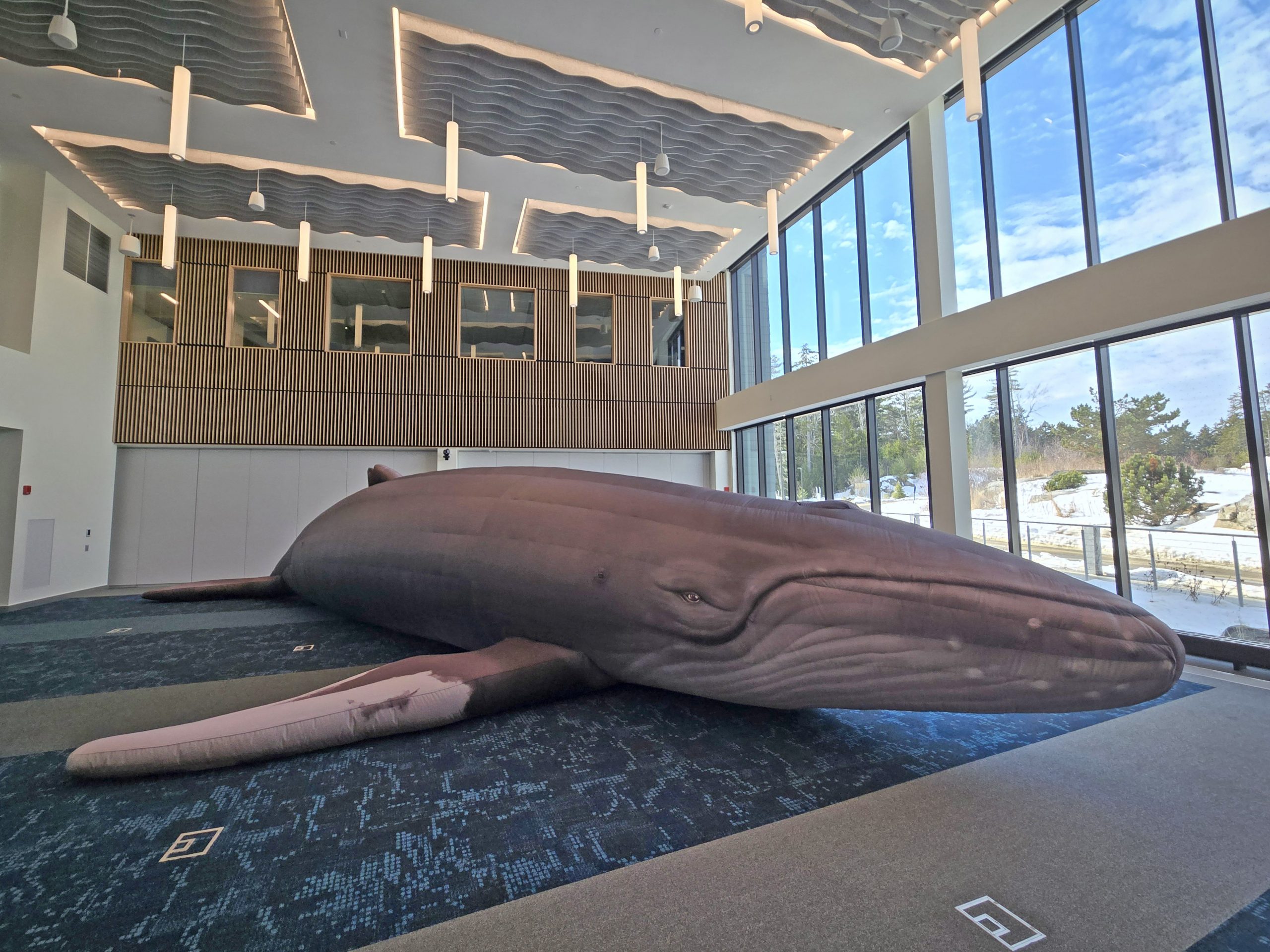 Another Whale of a Tail