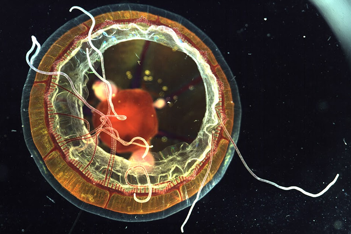A jelly collected at 1,157 meters depth. (Credit: Emily Clark / MBARI).