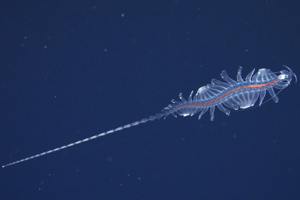 A new species from the genus Tomopteris, commonly known as gossamer worms. (Credit: Remotely Operated Vehicle SuBastian / Schmidt Ocean Institute).