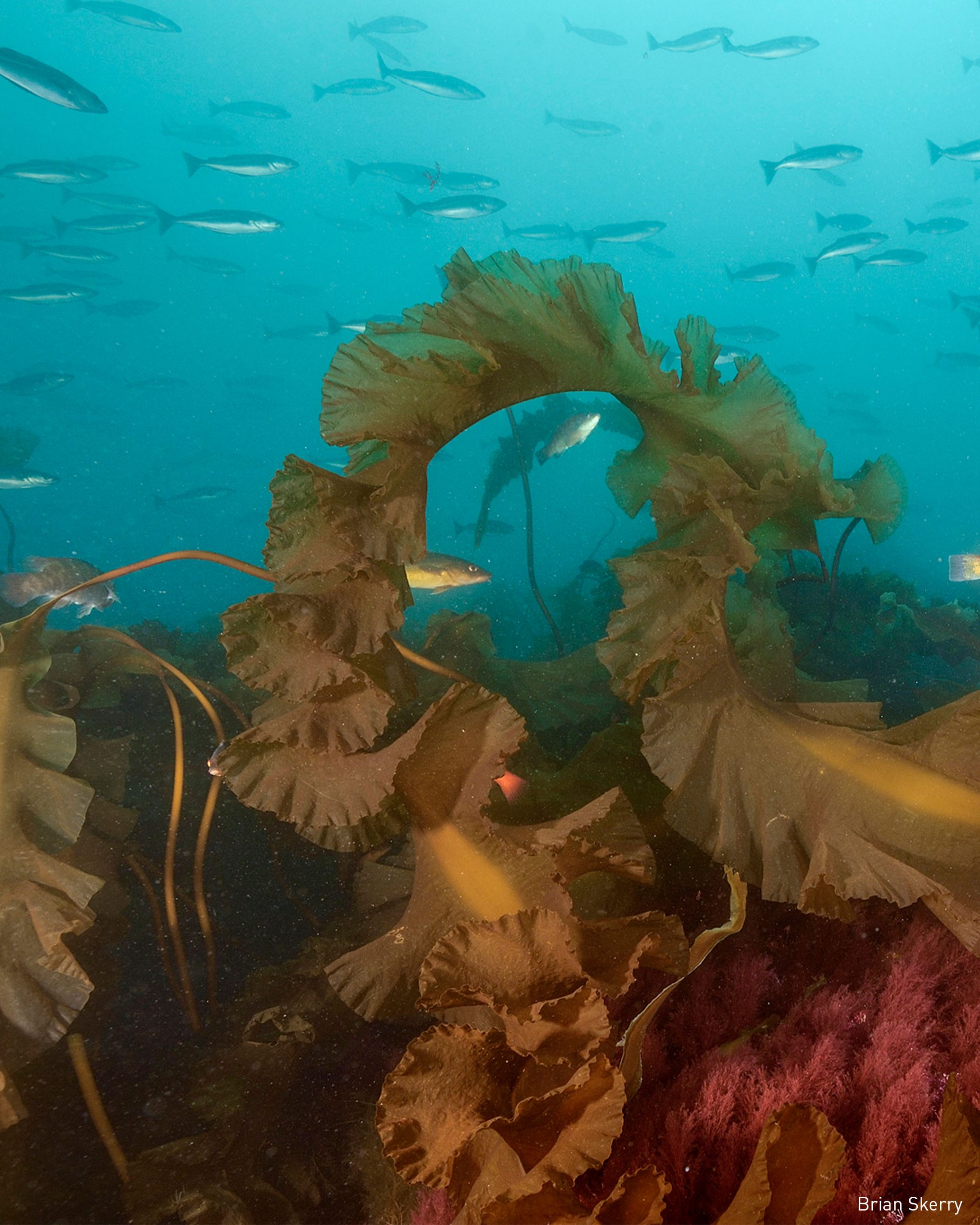 Various fish species swim off Cashes Ledge through some of the healthy kelp forest that remains in the Gulf of Maine (Credit: Brian Skerry).