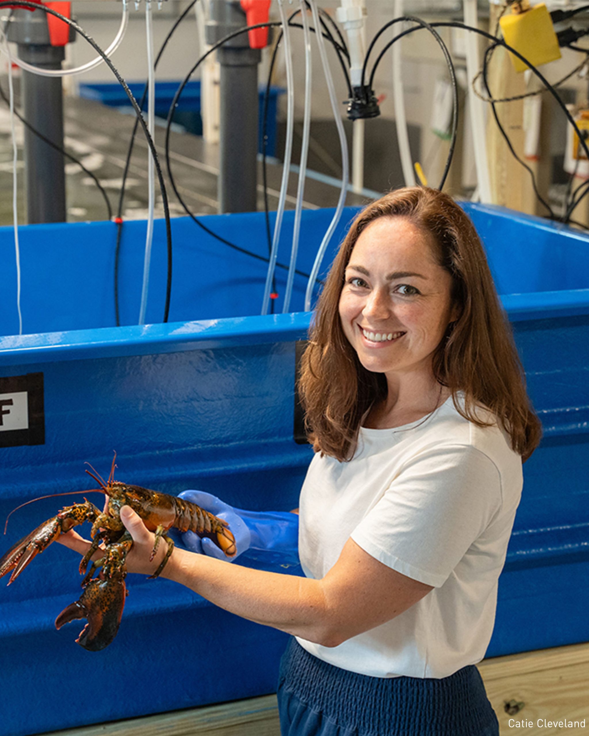 Postdoctoral Scientist Melissa Rocker handles a lobster used in an experiment testing the effects of temperature on shell disease in collaboration with DMR (Credit: Catie Cleveland).