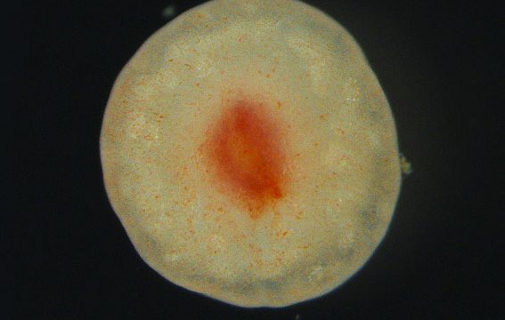 A tube foot tissue one year after excision. (Credit: Sara Jobson).