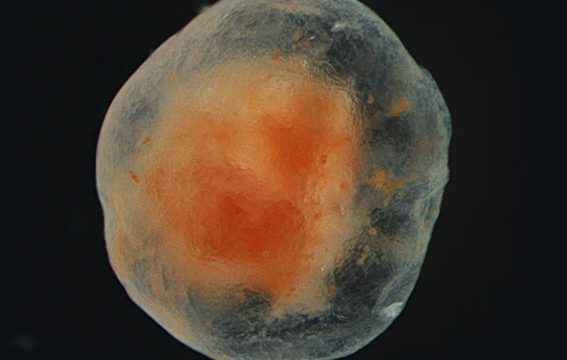 A tube foot tissue several years after excision showing increasing wound closure and healing at the wound site over time. Shifting colors from red to lighter white and pink reflects pigmented cells forming and consolidating aggregates of healthy tissue and the progression of transparent connective tissue (Credit: Sara Jobson).
